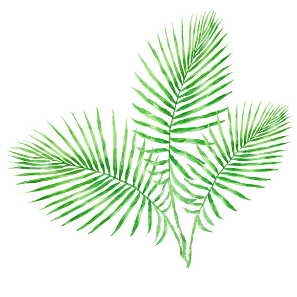 Green tropical palm leaves watercolor illustration isolated on white background - Фото, изображение