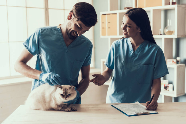 Male Doctor Veterinarian Examining Cute Grey Cat. Veterinarian Doctor is Making Check Up of Cute Beautiful Cat. Veterinarian Concept. Veterinarian Clinic Concept. - Fotoğraf, Görsel