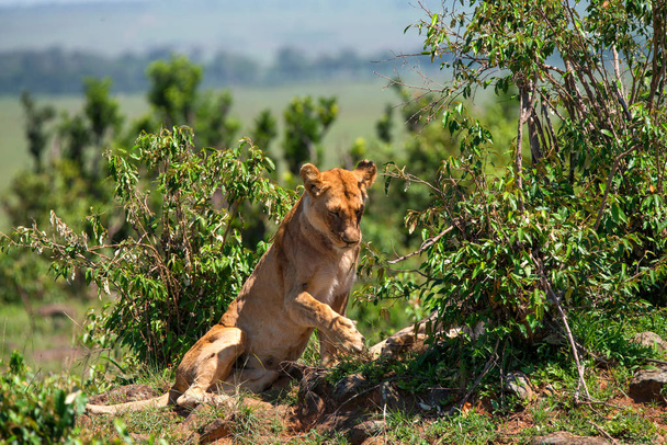 Lionne ou Panthera leo repose dans la savane proche
 - Photo, image