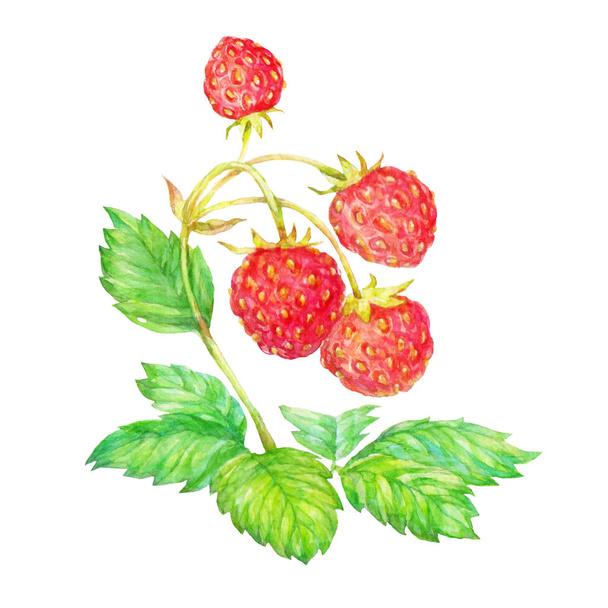 strawberries plant berries and leaves watercolor illustration on white background - Фото, зображення