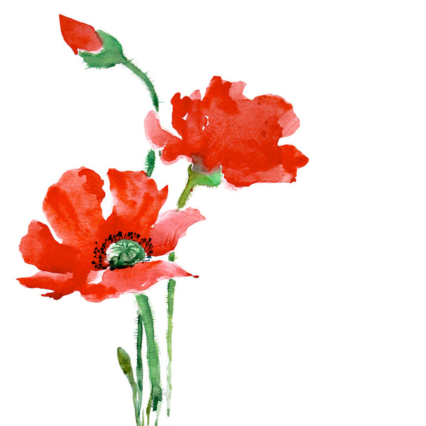 Red poppies flowers with green leaves watercolor illustration isolated on white background - 写真・画像