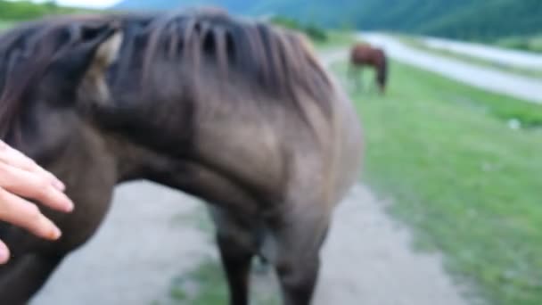 Рука человека гладит дикую лошадь в горах, крупным планом
 - Кадры, видео