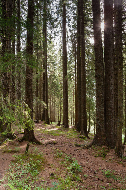 scenic view of Swiss Wood - Photo, Image