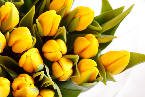 beautiful tulips - 写真・画像