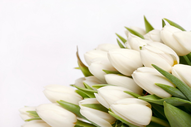 beautiful tulips - Valokuva, kuva