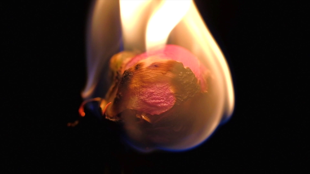 dried flower burns on a black background - Footage, Video