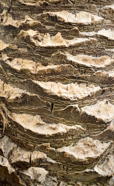 bark of the trunk of a palm tree - Photo, Image
