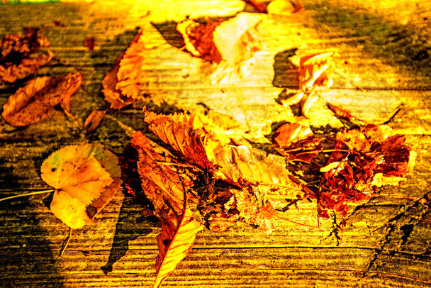 folhas pintadas outonalmente na cor quente, ensolarada em um banco
 - Foto, Imagem