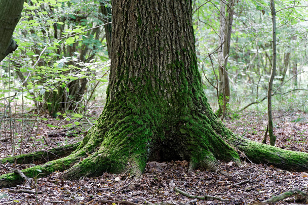 Мох на корнях деревьев, ветке и бревне в зеленом лесу или мох на стволе дерева. Кора дерева с зеленым мхом. Селективный фокус
. - Фото, изображение