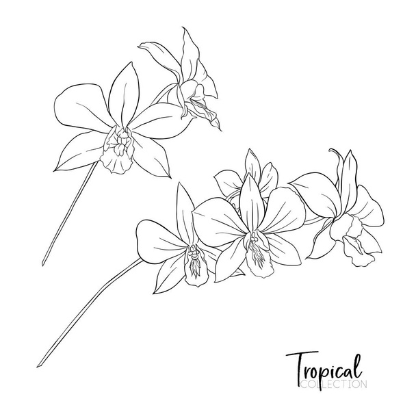 Tropical plant. Vector illustration in botanical style. - Vektör, Görsel