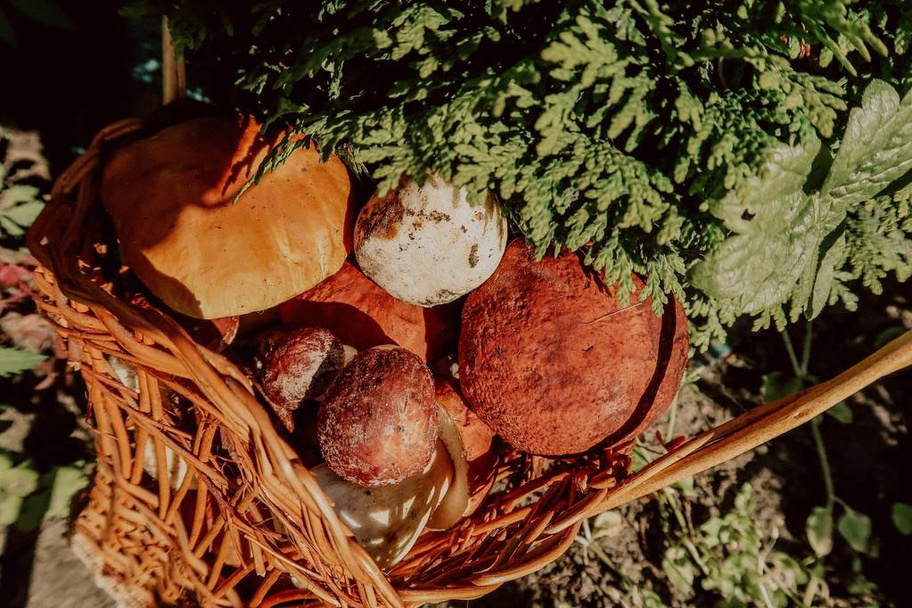 Mushrooms in a wicker basket. Forest gifts. Porcini mushrooms. White mushrooms. - Foto, Imagem
