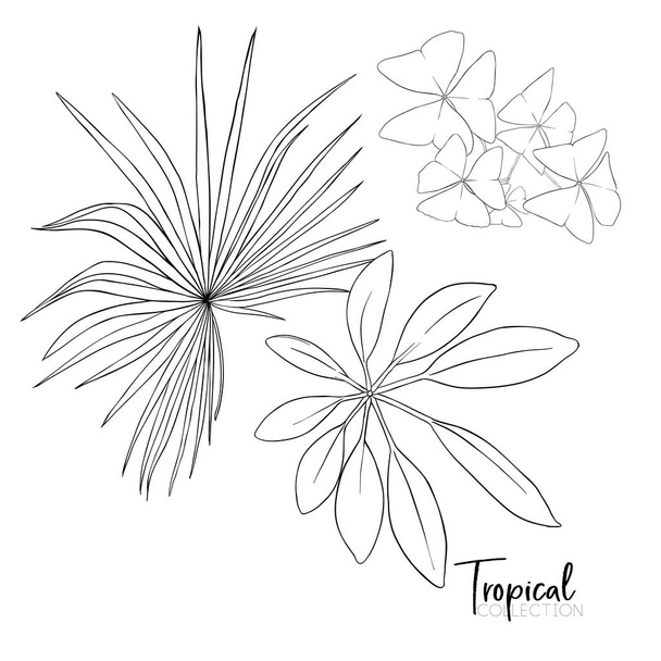 Tropical plant. Vector illustration in botanical style. - Vetor, Imagem