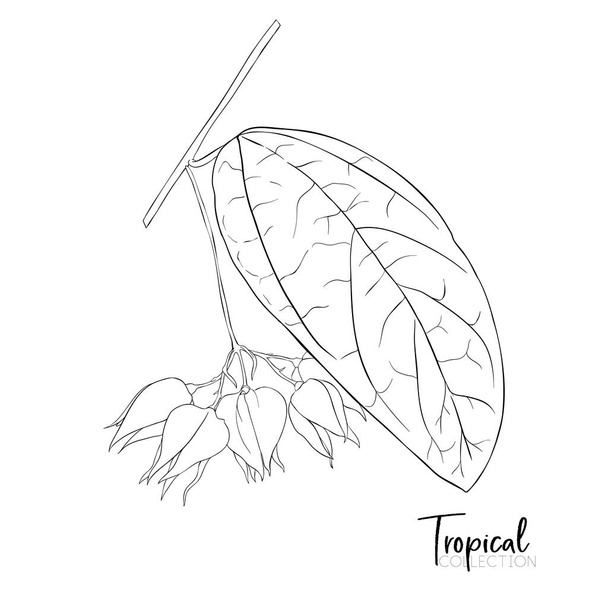 Tropical plant. Vector illustration in botanical style. - Vector, Image