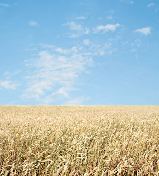 Buğday tarlası ve bulutlu mavi gökyüzü - Fotoğraf, Görsel