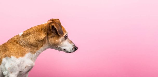 Dog profile view from side. Curious asking face. Pink background. Horizontal banner - 写真・画像