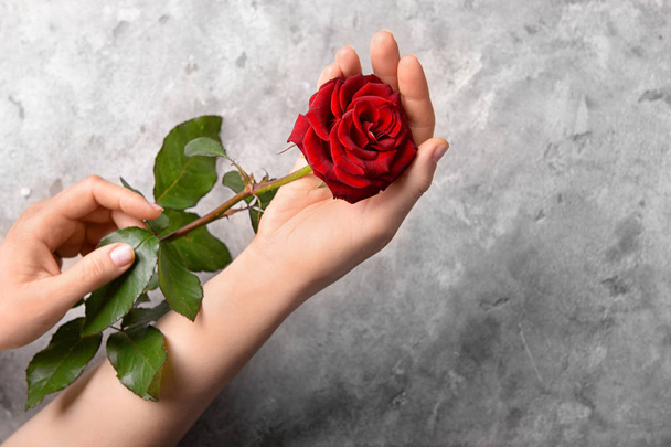Female hands with beautiful red rose on grey background - Photo, image