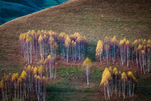 Kolorowe drzewa jesienią w górach Apuseni, Rumunia - Zdjęcie, obraz