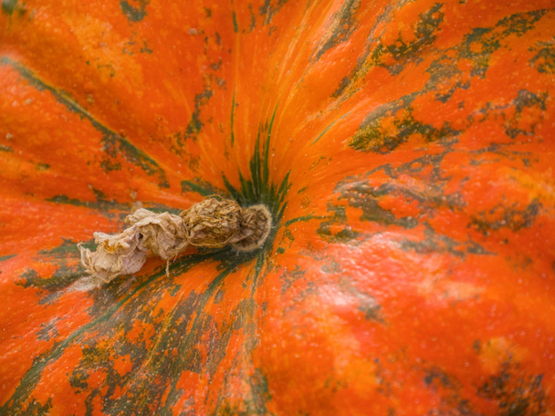 Abstract Textured Background of a Pumpkin. Orange pumpkin texture. Close up of pumpkin texture. Pumpkin detail close up. - Photo, Image