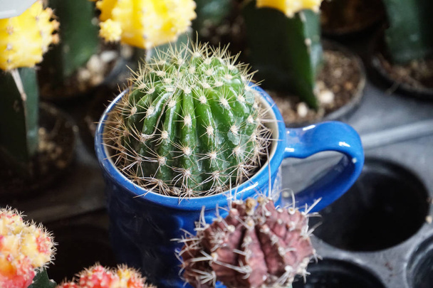 green cactus plants in pots, farm, garden - Photo, Image