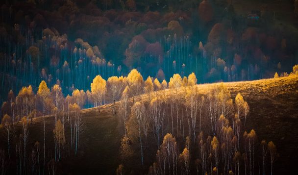 Kolorowe drzewa jesienią w górach Apuseni, Rumunia - Zdjęcie, obraz