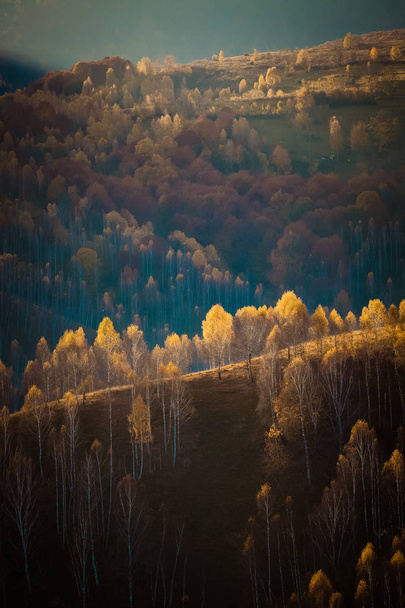 kleurrijke bomen in de herfst in Apuseni bergen, Roemenië - Foto, afbeelding