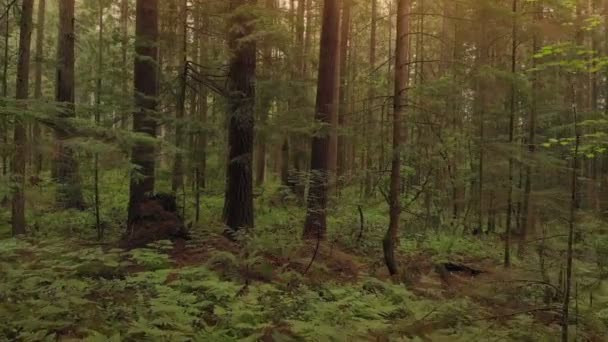 Orman ağaçları günbatımında yaklaşıyor - Video, Çekim