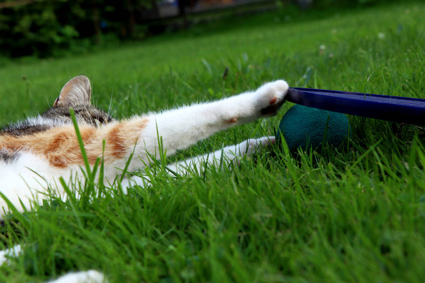 Un gato llamado liza jugando con pelota y con raqueta de tenis en el jardín en posición tumbada. Gato tan perezoso que nunca veo
 - Foto, Imagen