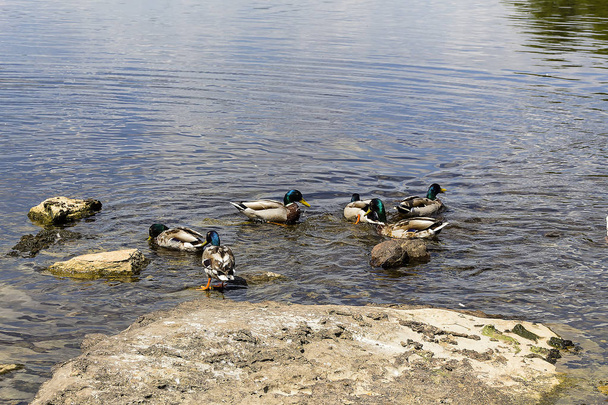 Yeşilbaş ördekler Killarney Milli Park önünde Ross Castle Gölü - Fotoğraf, Görsel