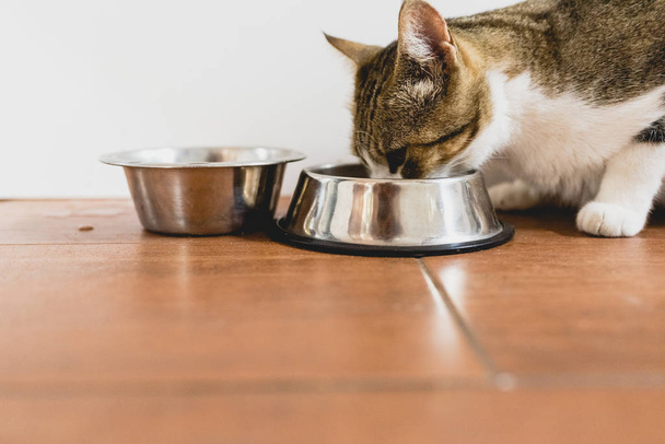 Cat eating from his bowl on the ground. - Photo, Image