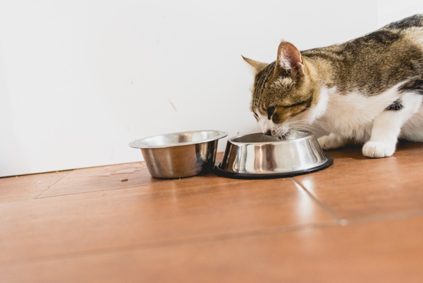Cat eating from his bowl on the ground. - Foto, Imagen