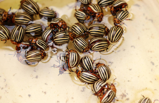A many drowned Colorado potato beetles in plastic bowl. A very awful pest - Photo, Image