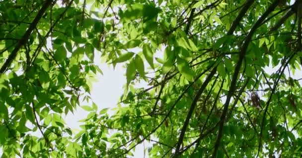 Bäume Äste vor dem Himmel - Filmmaterial, Video