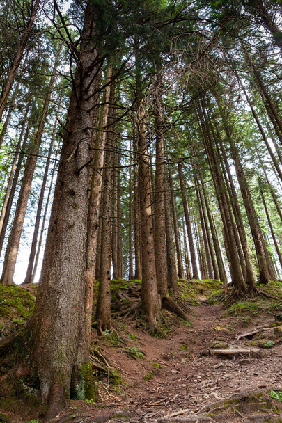 scenic view of Swiss Wood - Foto, afbeelding