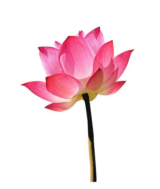  fleur de lotus sur fond blanc - Photo, image