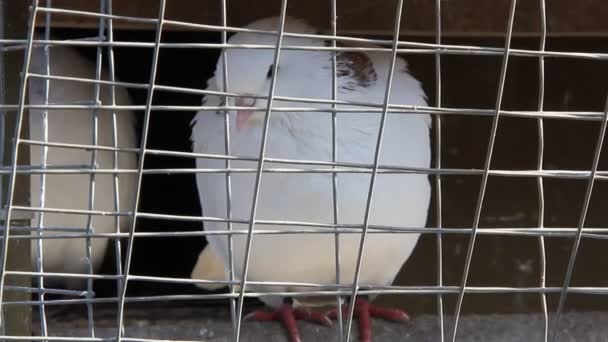 białe gołębie w klatce - Materiał filmowy, wideo
