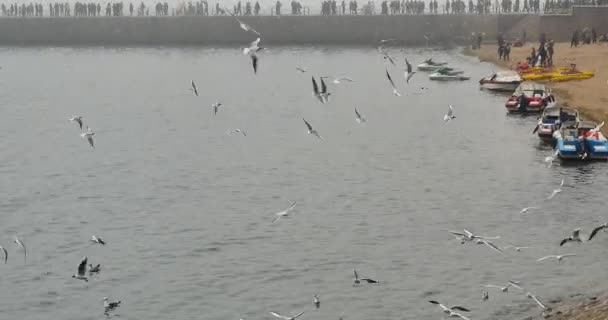 4k Flock of seagulls fly over ocean and shore in daytime. - Footage, Video