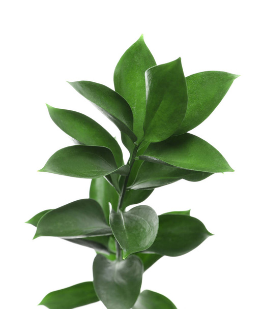 Υποκατάστημα με φρέσκα πράσινα φύλλα Ρούσκο σε λευκό φόντο - Φωτογραφία, εικόνα