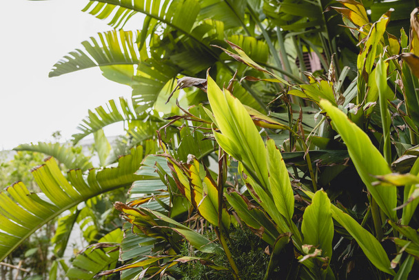 Decorative banana tree leaves in a garden. - Фото, зображення