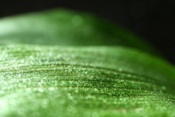 Τροπικά φύλλα με νερό σταγόνες, κοντινό πλάνο - Φωτογραφία, εικόνα