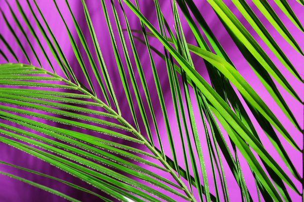 Fresche foglie di palma tropicale su sfondo di colore, primo piano - Foto, immagini
