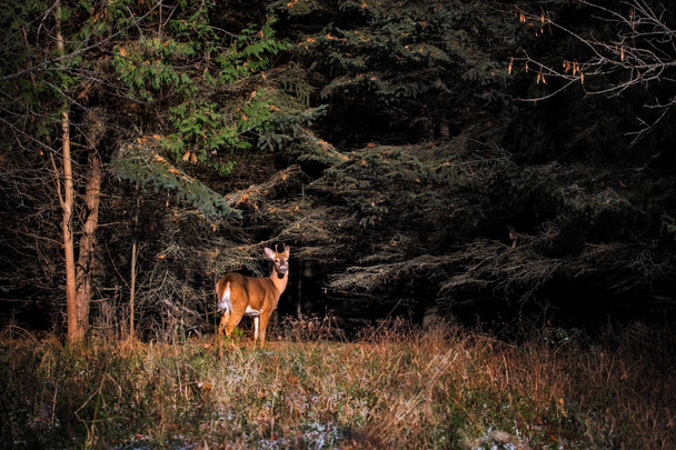 A chance meeting with a White Tailed Deer while walking  on a trail in the woods - Photo, Image
