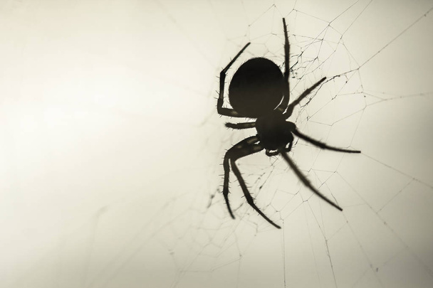 Big spider creating a spiderweb on isolated soft background,Portrait macro nature of wildlife. - Фото, изображение