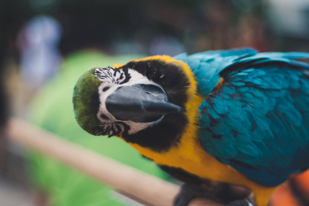 Закритий барвистий папуга в парку харчувалася фоном людей
. - Фото, зображення
