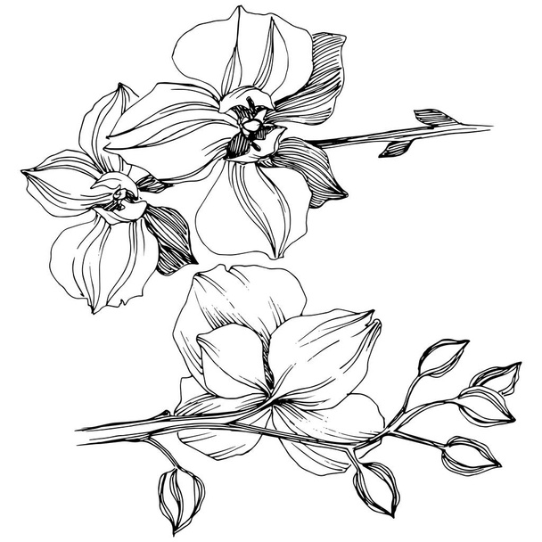 Fleur d'orchidée tropicale vectorielle. Fleur botanique florale. Élément d'illustration isolé. Fleurs sauvages vectorielles pour le fond, la texture, le motif d'emballage, le cadre ou la bordure
. - Vecteur, image