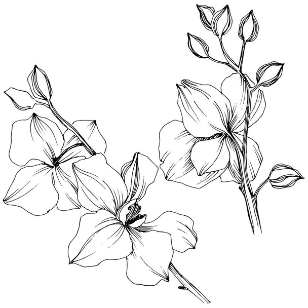Διάνυσμα τροπικό orchid λουλούδι. Floral βοτανικό λουλούδι. Απομονωμένη εικονογράφηση στοιχείο. Διάνυσμα wildflower για φόντο, υφή, μοτίβο περιτύλιγμα, πλαίσιο ή στα σύνορα. - Διάνυσμα, εικόνα