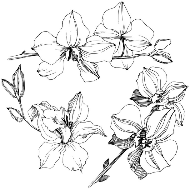 Vektor trópusi orchidea virág. Virágos botanikai virág. Elszigetelt ábra elemet. A háttér textúra, burkoló minta, keret vagy szegélyt vektoros vadvirág. - Vektor, kép