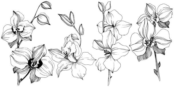 Векторна тропічна квітка орхідеї. Квіткова ботанічна квітка. Ізольований елемент ілюстрації. Векторний дикий квітка для тла, текстури, візерунка обгортки, рамки або рамки
. - Вектор, зображення