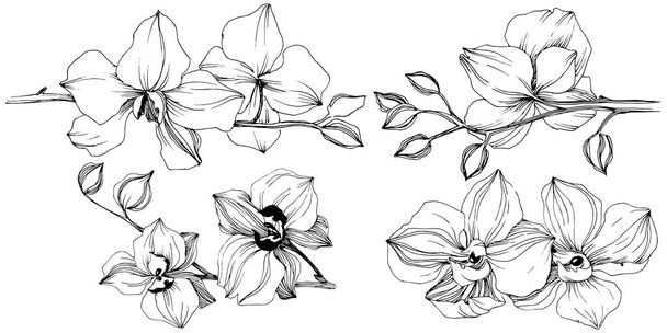 Vektor tropische Orchideenblume. Blütenbotanische Blume. isoliertes Illustrationselement. Vektorwildblume für Hintergrund, Textur, Wrappermuster, Rahmen oder Rahmen. - Vektor, Bild