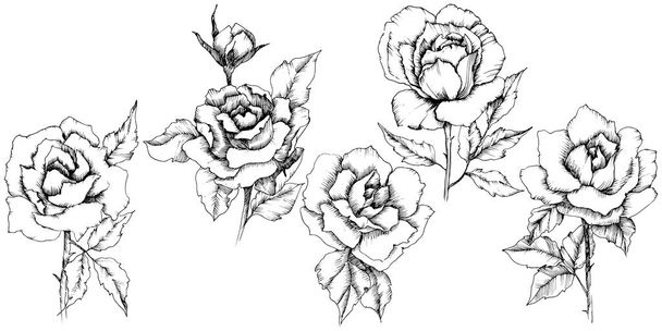 Fleur rose dans un style vectoriel. Élément d'illustration isolé.Nom complet de la plante : rose. Fleur vectorielle pour fond, texture, motif d'emballage, cadre ou bordure
. - Vecteur, image