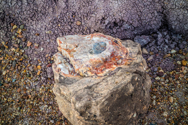 Kivettynyt hirsi kivettyneessä metsäpuistossa, Arizonassa - Valokuva, kuva